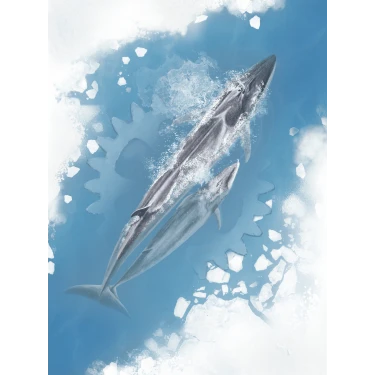 Arctica